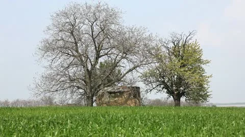 Green wheat field Stock Footage 24653788