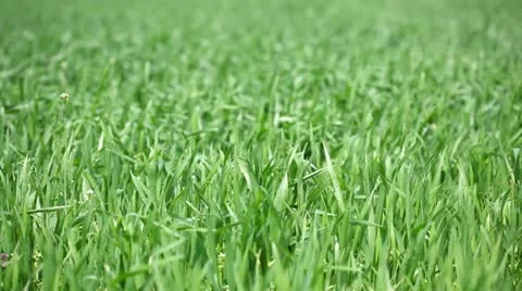 Green wheat field Stock Footage 24653859