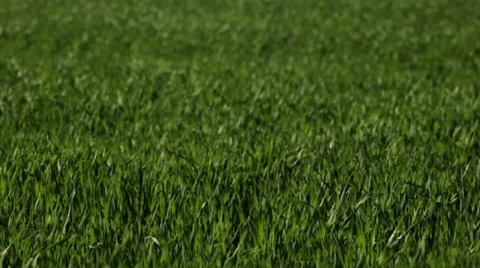 Green wheat field Video stock 34424528