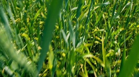 Green Wheat Field Stock Footage 39151402