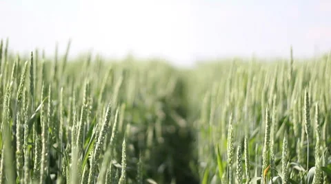 Green Wheat Field Stock Footage 50127063
