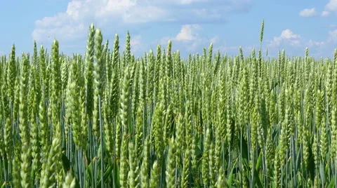 Green Wheat Field Stock Footage 63528941