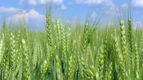 Green Wheat Field Stock Footage 63529866