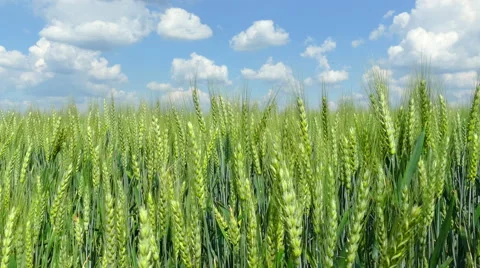 Green Wheat Field Stock Footage 63529917