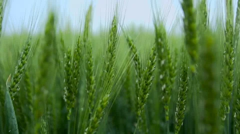Green Wheat Field Stock Footage 64764705
