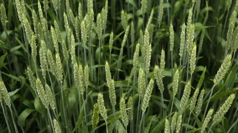 Green Wheat Field  Stock Footage 64765058