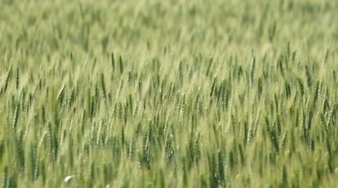 Green Wheat Field Stock Footage 64769923