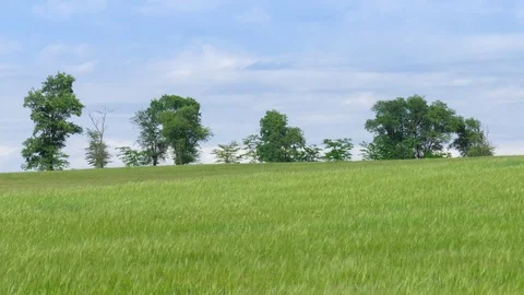 Green wheat field Stock Footage 76468277