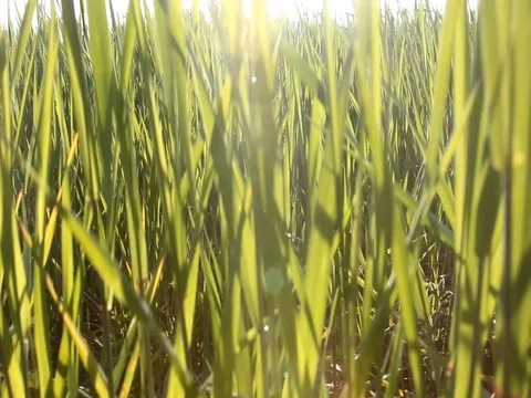 Green wheat field Stock Footage 78183491