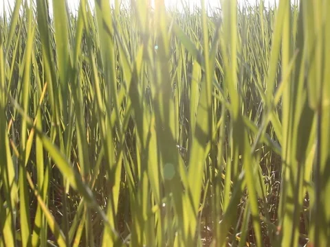Green wheat field Stock Footage 78183656