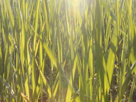 Green wheat field Stock Footage 78183659