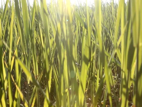 Green wheat field Stock Footage 78183716