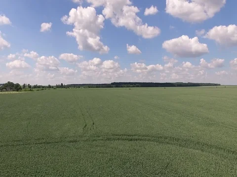 Green wheat field Stock Footage 79136604