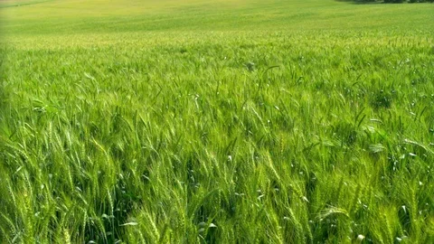 Green Wheat field Stock-Footage 81804225
