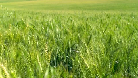  Green Wheat field Stock-Footage 81804240