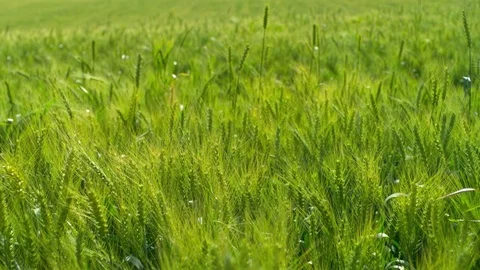  Green Wheat field Stock-Footage 81804255