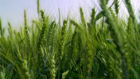   Green Wheat field Stock-Footage 81804263