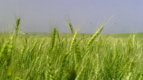  Green Wheat field Stock-Footage 81804726