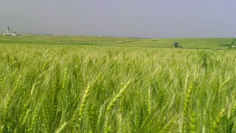  Green Wheat field Stock-Footage 81804739