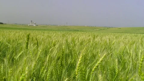  Green Wheat field Stock-Footage 81804755