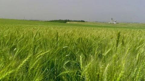   Green Wheat field Stock-Footage 81804771
