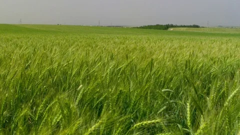   Green Wheat field Stock-Footage 81804787