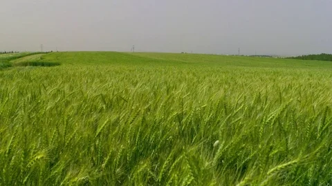 Green Wheat field Stock-Footage 81804808
