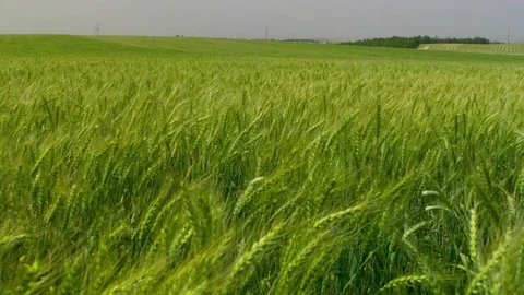  Green Wheat field Stock-Footage 81804841