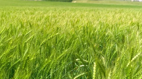  Green Wheat field Stock-Footage 81804875
