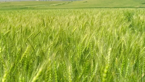 Green Wheat field Stock-Footage 81804889