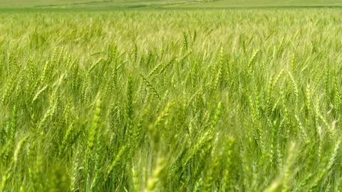  Green Wheat field Stock-Footage 81804920