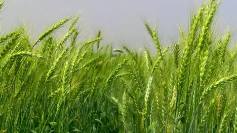  Green Wheat field Stock-Footage 81804952