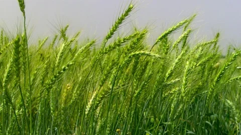  Green Wheat field Stock-Footage 81804975
