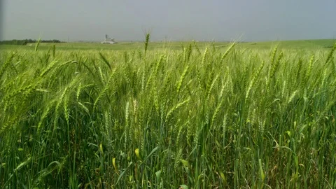  Green Wheat field Stock-Footage 81804990