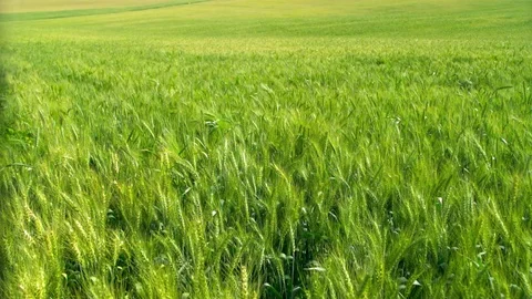  Green Wheat field Video stock 81805780