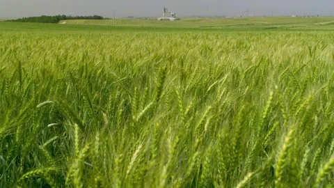  Green Wheat field Video stock 81805809