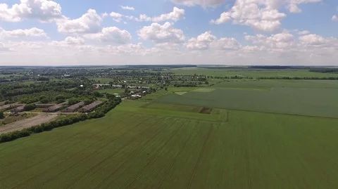 Green wheat field Stock Footage 85480888