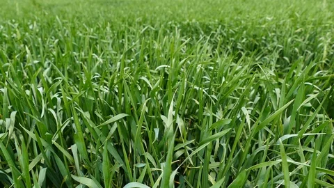 Green wheat field Stock Footage 87645845