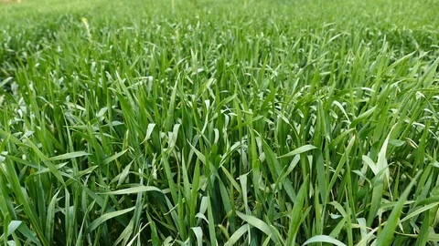 Green wheat field Stock Footage 87646026
