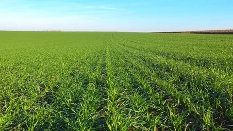 Green wheat field Stock Footage 88405386