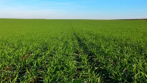 Green wheat field Stock Footage 88405829