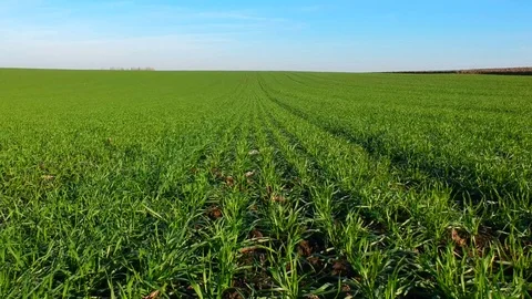 Green wheat field Stock Footage 88406889