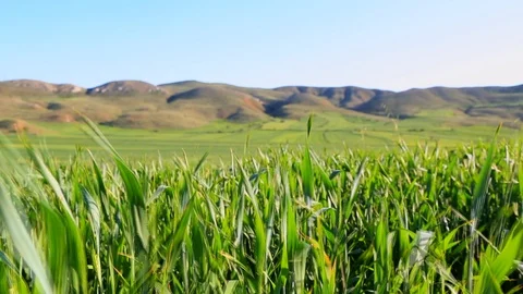 Green wheat field Vidéo 88911778