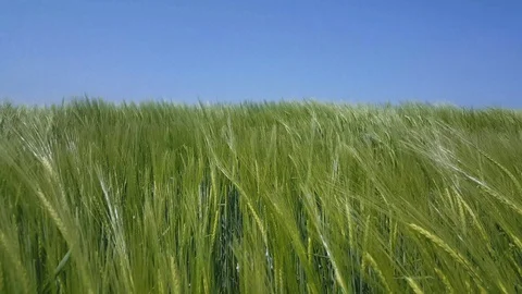 Green wheat in the field 動画素材 89294414