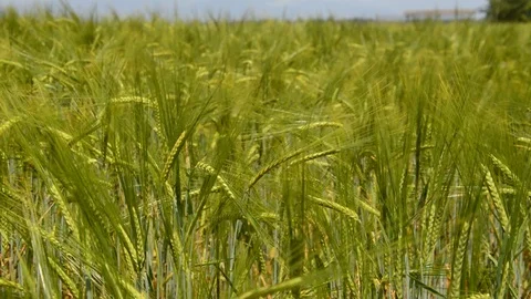 Green Wheat Field Stock Footage 90262506
