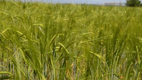 Green Wheat Field Stock Footage 90262508