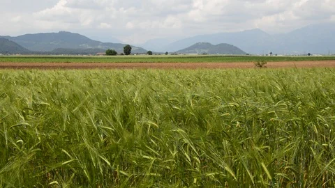 Green Wheat Field Stock Footage 90301858