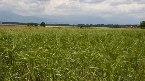 Green Wheat Field Stock Footage 90301926