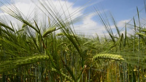 Green Wheat Field Video stock 90302089