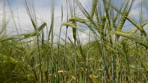 Green Wheat Field Stock Footage 90302403